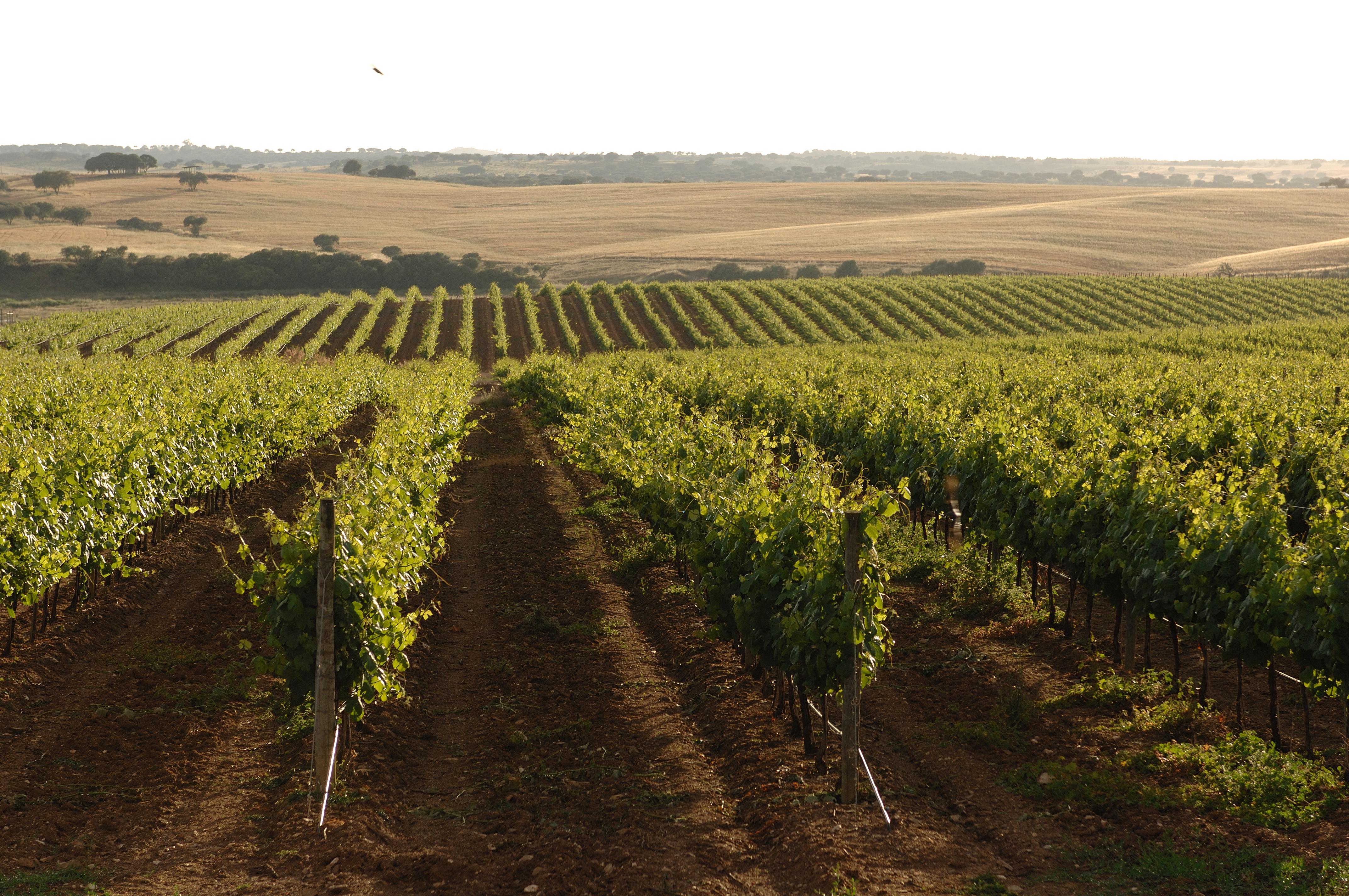 Vila Gale Alentejo Vineyard - Clube De Campo Albernoa Luaran gambar