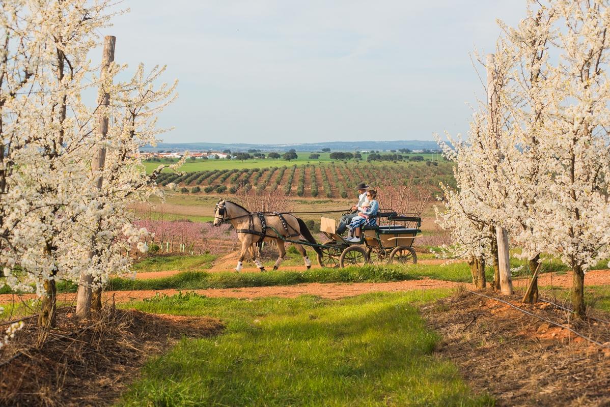 Vila Gale Alentejo Vineyard - Clube De Campo Albernoa Luaran gambar